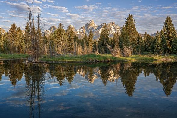The snow-capped Grand Tetons and the cloudy sky reflect in the stream in the foreground. The stream is line with evergreens and also by a tall dead tree.