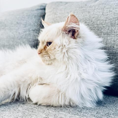 Ein weißer Kater liegt entspannt auf einem grauen Sofa und ist im Profil zu sehen.