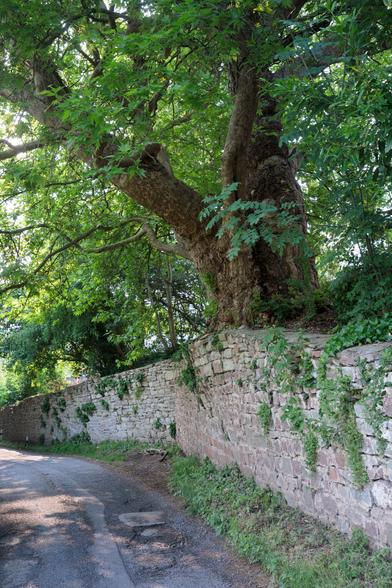 Large, scaly-barked deciduous tree, trunk warty and lumpen, growing on raised ground at the top of an old stone wall at the side of a narrow country lane. The wall is bowed out and seemingly ready to collapse - but perhaps the tree's roots are holding it together?