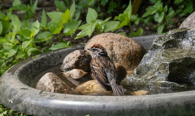 A chipping sparrow, very wet, its head feathers up, on a rock in a bird bath. They're looking to the left