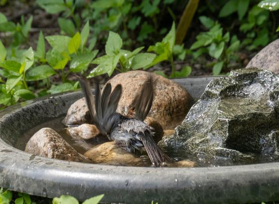 A blurry picture, but the sparrow is flapping their wings up and down (up in the pictures) to throw water on themselves while bathing. They're still on the rock