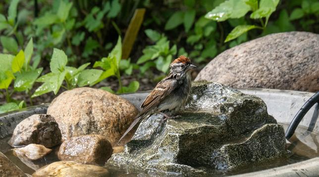 After their bath, the sparrow is now standing on top of the little fountain (shaped like a rock) in the bird bath, looking to the right. Their feathers are a few shades darker than usual from the water