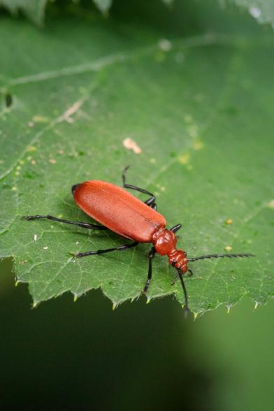 Long, intensely orange beetle with velvety wing cases, shiny black legs and beady eyes on a spiky-edged broad green leaf.
