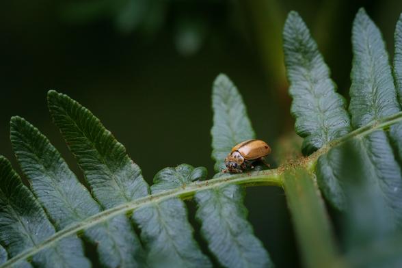 Small, rounded yellow-brown and black beetle on the leaf of a fern.