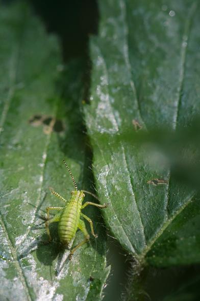 Spotted green cricket nymph - with a bulbous, ridged body, and stripy antennae and knees - between two bramble leaves.