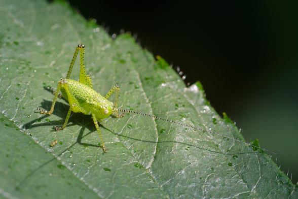Another bright green cricket nymph - with a bulbous, ridged body, and stripy antennae and knees - on a large, broad bramble leaf.