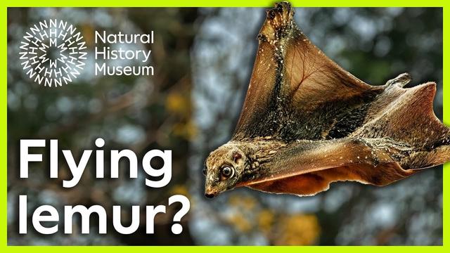 A colugo glides through a forest with its distinctive skin membrane fully extended, showing the "skin wing" adaptation that gives these mammals their scientific name Dermoptera.