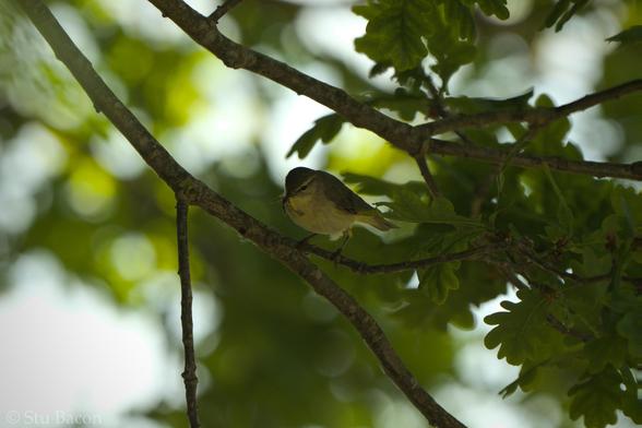 A photograph of a Willow Warbler perched in an Oak tree. It has a caterpillar in its beak. Green leaves are blurred in the background.