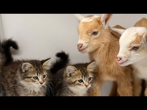 Two kittens and two baby goats