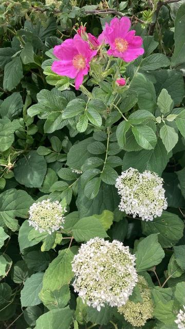 Flowers seen against a leafy, dark green background.  At the top are several pink roses with yellow centers. At the bottom are three round clusters of white hydrangea flowers.