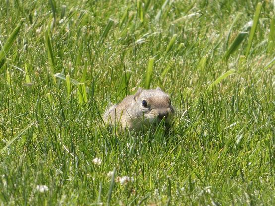 Photo of a sunny spring green field of grass dotted with clover flowers. Crouched low in the grass, their cheek pouches round and their mouth open in what feels like a smile under their teddy-bear nose, is the tiny, golden-driftwood figure of an adorable small mammal (a "Belding's" ground squirrel). They look plump and smol and ready to pounce and play.