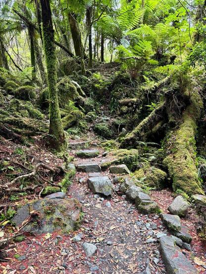View of a forest with moss and lichen covered trees, ferns, and rocks. Stone steps lead up a gravelly path ahead.