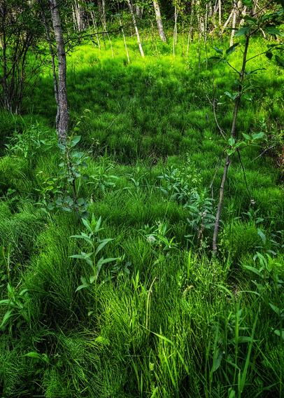The image depicts a lush, green forest floor with a variety of green vegetation.

In the foreground, there is a dense carpet of grass and small plants, with some having long, slender leaves and others with broader, more rounded leaves. The grass is vibrant and appears to be well-nourished, indicating a healthy ecosystem. Scattered throughout the grass are young trees with thin, straight trunks and a few branches, suggesting a young forest or a recently disturbed area.
The background features taller trees with white bark, likely birches, standing upright and casting dappled shadows on the ground.

The overall scene is rich in green hues, with varying shades of green from the grass to the leaves of the trees, creating a sense of depth and texture.
The lighting suggests it is daytime, with sunlight filtering through the canopy, highlighting the greenery and creating a serene, natural atmosphere.