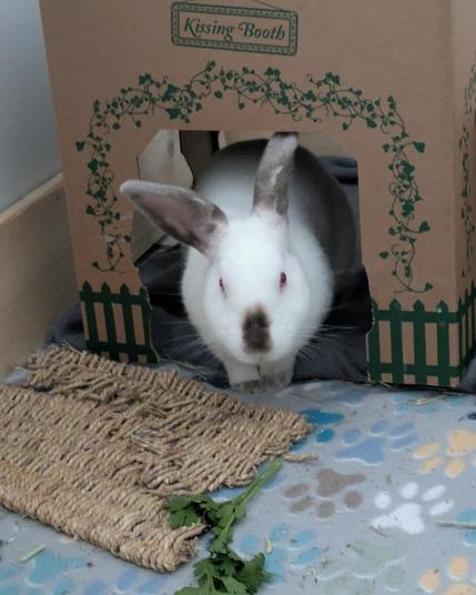 A white rabbit with a brown nose and brown ears looking out from a cardboard house with a grass mat in the foreground.