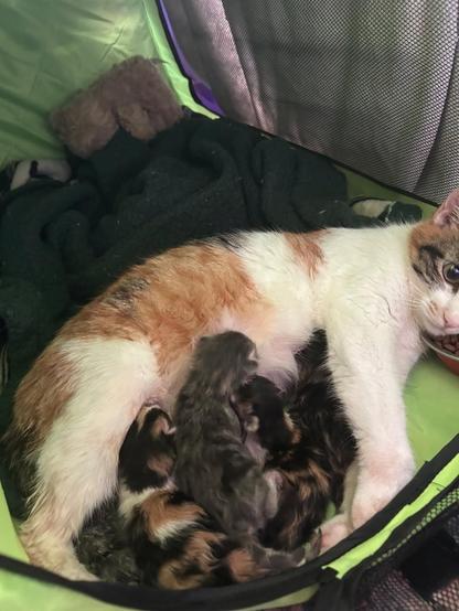 A tiny, mostly-white-and-orange calico mama cat laying on a dark green blanket in what looks like a nylon cat kennel that is lime green with black zippers. She has four little longhaired beans tucked up along her belly, two of which are calico, one of which is a light gray tabby, and one of which looks like to be tortoiseshell. Mama Cat has this very surprised look on her face!