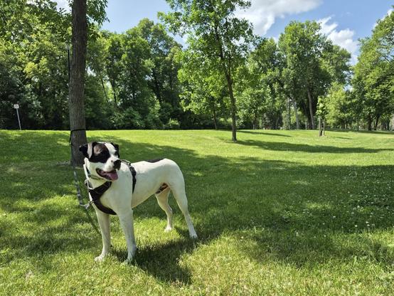 My dog standing in the park on a sunny day, with his leash tied to a tree.