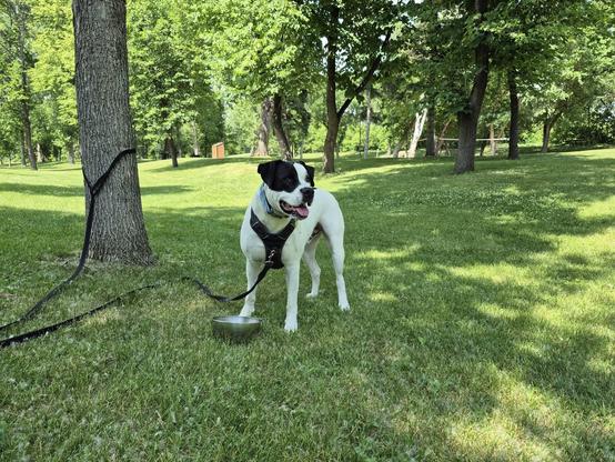 My dog standing in the park on in the shade, standing next to a bowl filled with water, and with his leash tied to a tree.