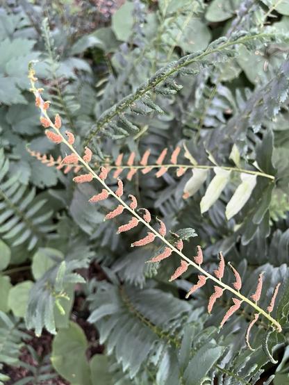 the densely packed brownish spores of a christmas fern