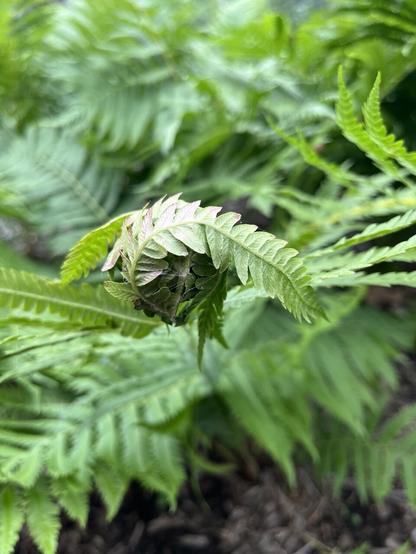 a fern leaf which has been curled into a protective shelter by a moth larva, likely Herpetogramma.  Once safely ensconced in their foux-fiddleheads, the moths can eat the fern fronds without fear of predation