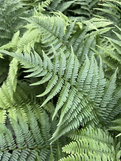 a set of lovely lady ferns forming a dense mat