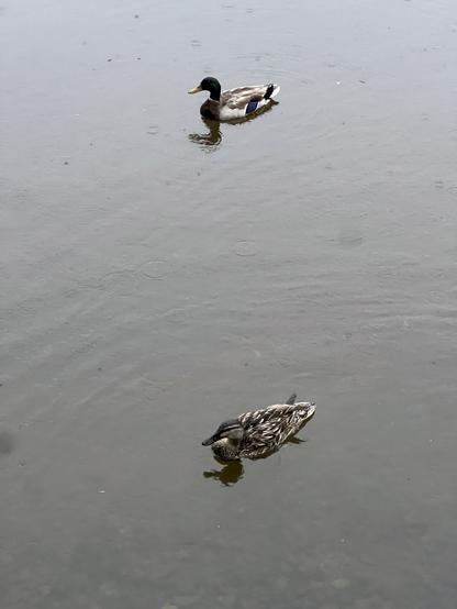 Two mallard ducks in the water. One is a male with a dark green head, and the other is a female with a pretty brown and white feather pattern.

The water is murky and reflects the gray overcast tone of the sky.