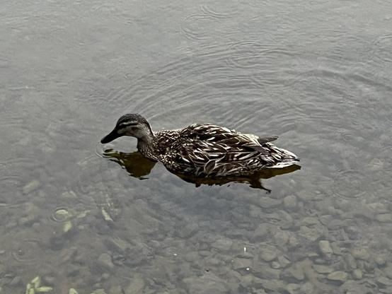 A female mallard swimming in shallow water. There is a ripple in her wake, and there are rocks and a few plants visible through the murky water.