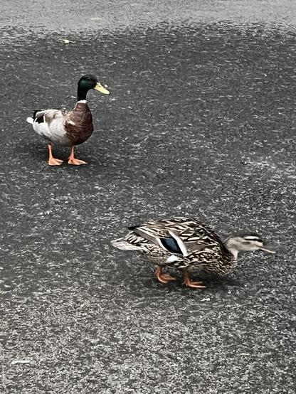 The two ducks are now up on a paved area which is splattered with rain water. The male duck is standing toward the back, and the female is foraging near the front. The blue stripes on her wings are apparent in this photo, and in the next one.
