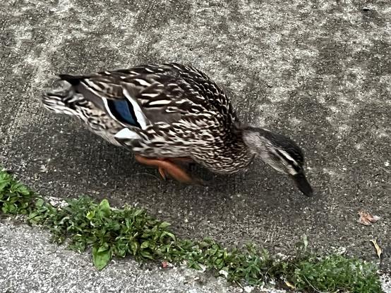 The female duck foraging on the wet pavement near plants growing in the cracks.