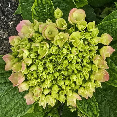 Hydrangea flowers beginning to open.
I love my hydrangea. It is struggling this year, a lot, between the ongoing and repeated surprise winters, the frequent mole assaults, and the high volume/frequent rain we've had. I hope it survives. (Nothing I am doing is helping to stop what seems like rot/damage.)
This flower, though, hope.