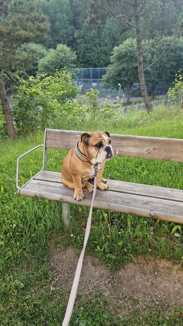 Three of the pictures show my English bulldog sitting on a bench, looking left and right in case someone comes walking by to pet her. She is refusing to follow me in less i physically pull her down. 

The fourth picture has no relevance to the dog whatsoever. Is a panorama of my neighbourhood, where I tried to catch the whole rainbow which suddenly popped up from the blue sky. Barely any clouds and the sun was shining. In front of me is a small community park waiting for flowers and berries to show up.