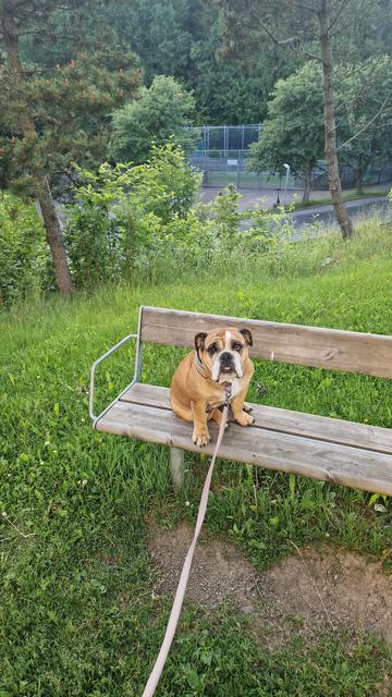 Three of the pictures show my English bulldog sitting on a bench, looking left and right in case someone comes walking by to pet her. She is refusing to follow me in less i physically pull her down. 

The fourth picture has no relevance to the dog whatsoever. Is a panorama of my neighbourhood, where I tried to catch the whole rainbow which suddenly popped up from the blue sky. Barely any clouds and the sun was shining. In front of me is a small community park waiting for flowers and berries to show up.