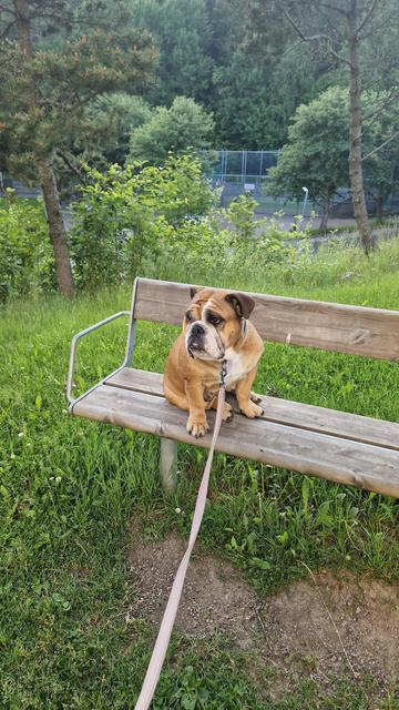Three of the pictures show my English bulldog sitting on a bench, looking left and right in case someone comes walking by to pet her. She is refusing to follow me in less i physically pull her down. 

The fourth picture has no relevance to the dog whatsoever. Is a panorama of my neighbourhood, where I tried to catch the whole rainbow which suddenly popped up from the blue sky. Barely any clouds and the sun was shining. In front of me is a small community park waiting for flowers and berries to show up.
