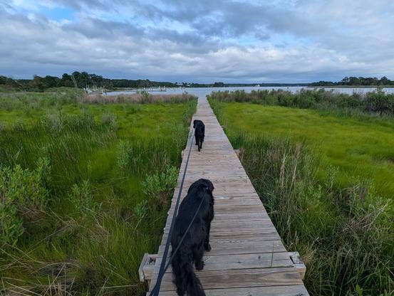 Photo of a calm afternoon on Harris Creek, sky is pale blue behind a low scudding cloud wrack. Wispy tendrils of cirrus ride high up in the sky. Marsh is green with riotous new growth. Creek water is rippled and reflects the sky and clouds.
In the foreground Miles and Jon two black Flat-Coated retrievers stroll down the wood walk in hopes of spotting interesting waterfowl.