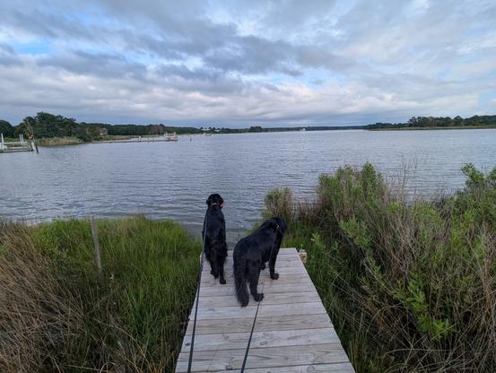 Photo of a calm afternoon on Harris Creek, sky is pale blue behind a low scudding cloud wrack. Wispy tendrils of cirrus ride high up in the sky. Marsh is green with riotous new growth. Creek water is rippled and reflects the sky and clouds.
In the foreground Miles and Jon two black Flat-Coated retrievers stroll down the wood walk looking out for interesting waterfowl.