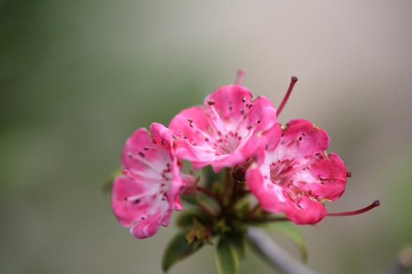 Three Kalmia flowers are blooming side by side on the top of a stem. Their petals are pink at the edge and white at the center.