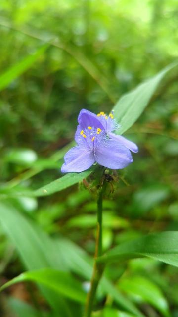 A close up of a purple three petaled flower with yellow stamen.