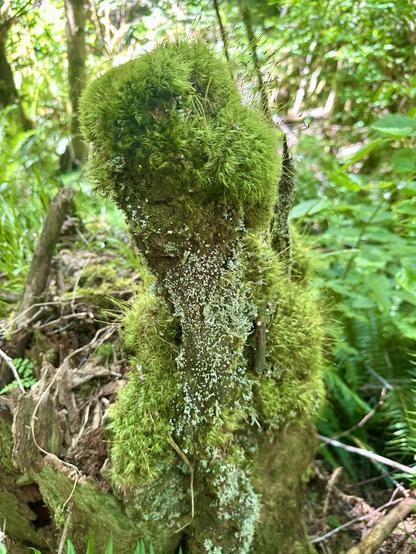 In the leafy forest, a protrusion from an old tree trunk is wrapped and topped with fuzzy shaggy moss, and the part between that shag wrap is decorated with scaly fine lichen in a pale tone.
