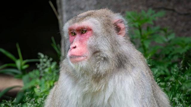 New baby Japanese macaque born at Milwaukee County Zoo