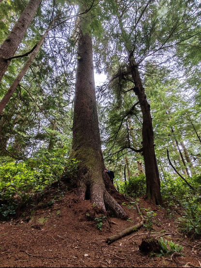An enormous, tall, girthy straight stemmed Sitka Spruce tree with a man at the base quietly giving thanks to an elder of the sp that has provided a good living for him and his family