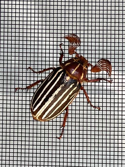 A male 10 lined June Beetle clings to a window screen where he’s been all damn day, but now his feathery antennae are all fanned out. Say the word, ladies, and he’ll heat it.