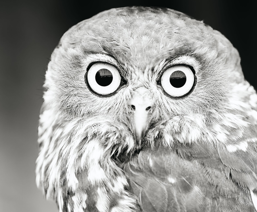 A close up shot of an owl, whose eyes reflects its urban surroundings.