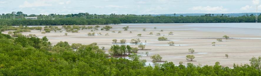 The mangrove flat of Nightcliff Bay at low tide, land completely exposed and mangroves high and (relatively) dry, even those far from shore. Curving around the bay is the much denser, permanent mangrove forest on the shoreline.