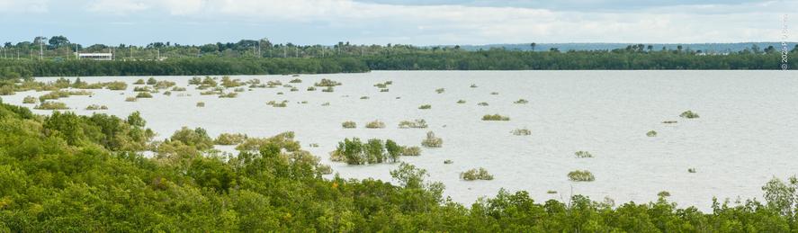 The mangrove flat of Nightcliff Bay at high tide, land completely covered and pioneering mangroves almost completely submerged, only the very top branches or even leaves showing in some cases. Curving around the bay is the much denser, permanent mangrove forest on the shoreline.
