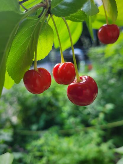 Cherries, backlit.