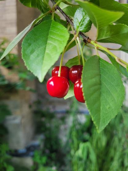 Cherries, full  natural light.