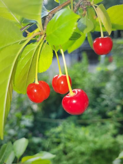 Cherries, fill flash