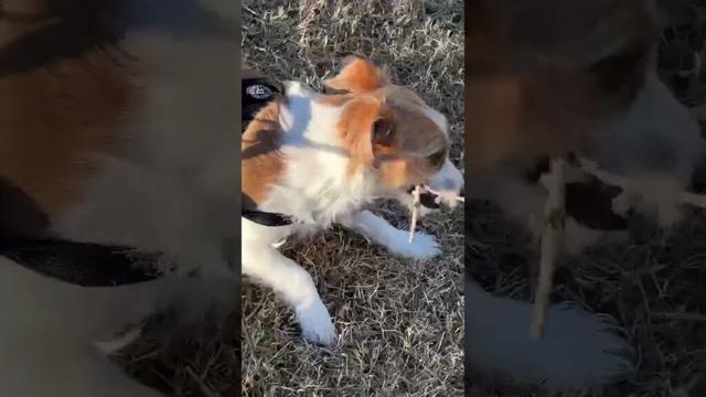 このワイルドさ、惚れるだろぅ？🦷#jackrussellterrier #cute #pets #ジャックラッセルテリア #犬のいる生活 #dog #jrt #西野カナ #goforit
