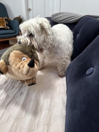 The image features a small, fluffy white dog standing on a light-colored quilted surface, likely a bed or couch. The dog is holding a large, plush toy resembling a lion in its mouth. The toy is predominantly brown with a black nose and eyes, and it has a friendly expression. The dog appears to be a small breed with a shaggy coat, possibly a West Highland White Terrier or a similar breed. The background includes a dark blue couch with a buttoned design and a gray blanket draped over it. To the left, there is a blue armchair with a decorative pillow featuring a tiger print. The setting suggests a cozy indoor environment, possibly a living room.