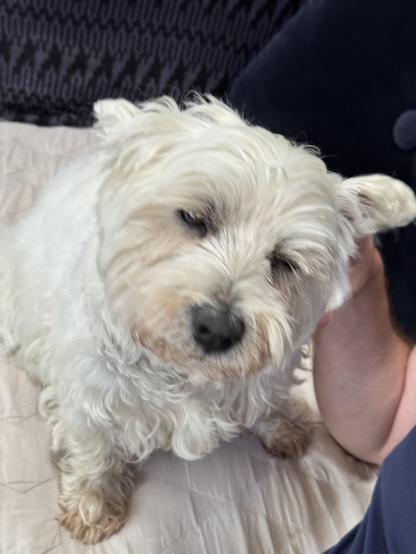 The image features a small, fluffy white dog with a slightly disheveled appearance, sitting on a light-colored quilted surface. The dog has a mix of white and light brown fur, with a black nose and dark eyes. Its ears are perked up, and it has a relaxed expression, with one eye partially closed. The dog's paws are visible, showing some dirt on the pads. In the background, there is a dark patterned fabric, possibly a couch or chair, and a person's leg is partially visible, wearing a dark blue garment. The overall setting appears to be indoors, with the dog comfortably positioned on the quilt.