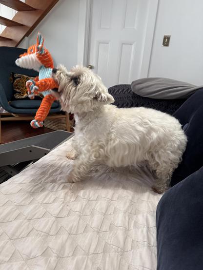 A small, fluffy white dog is standing on a light-colored quilted couch, holding an orange and blue toy in its mouth. The toy resembles a fox with a white muzzle and blue accents. The dog has a slightly scruffy coat and is looking to the side. The couch is covered with a white quilted cover, and there is a dark blue chair with a decorative pillow featuring a tiger design in the background. A white door is visible behind the dog, and a staircase with wooden steps is partially seen on the left side of the image. The overall setting appears to be a cozy living room.